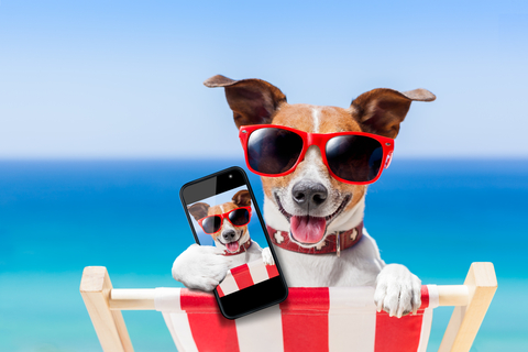 3-Selfie-dog-dt-s_41238807