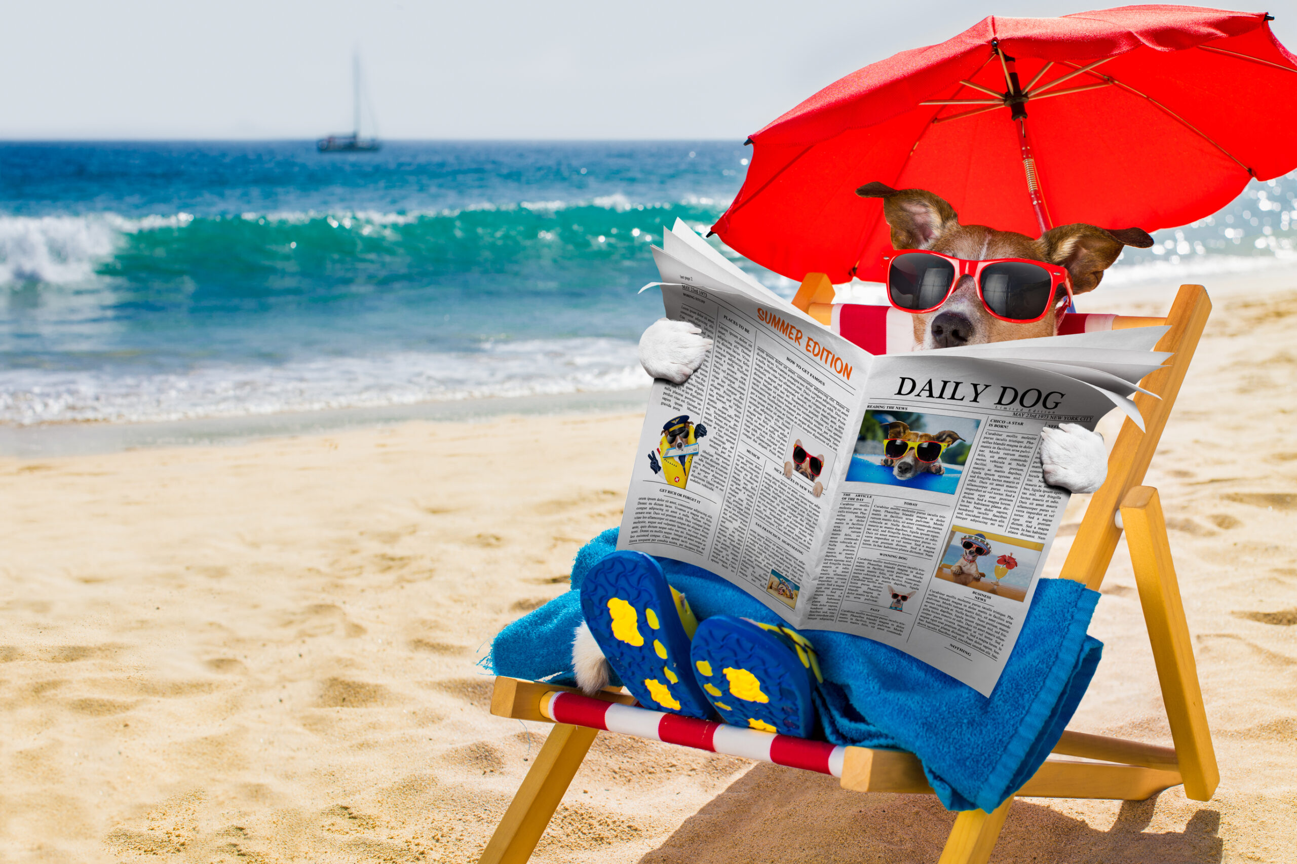 dog-beach-chair-newspaper-dreamstimelarge_91841862 dog-beach-chair-newspaper-dreamstimelarge_91841862