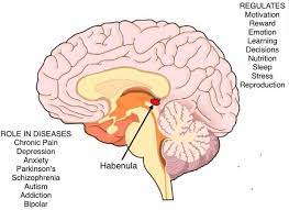 Habenula-brain-image-wikopedia