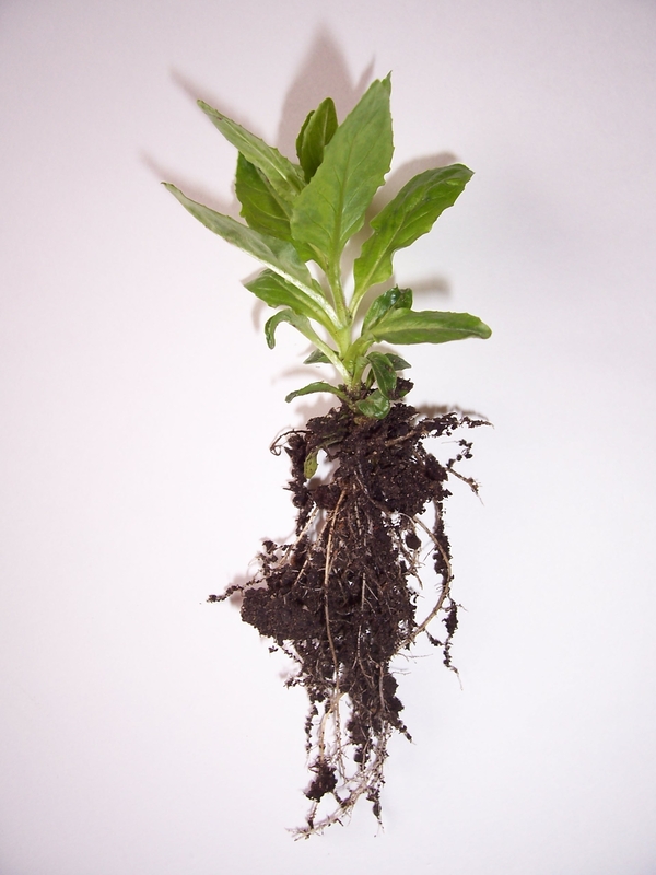 weed-with-roots-dreamstime_s_716709