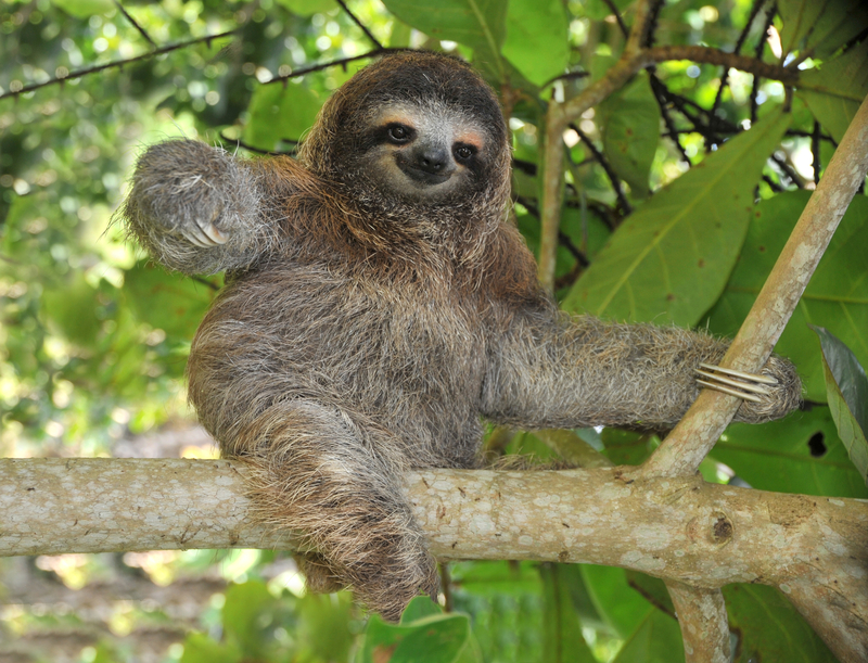 sloth-in-tree-dreamstime_s_12058189