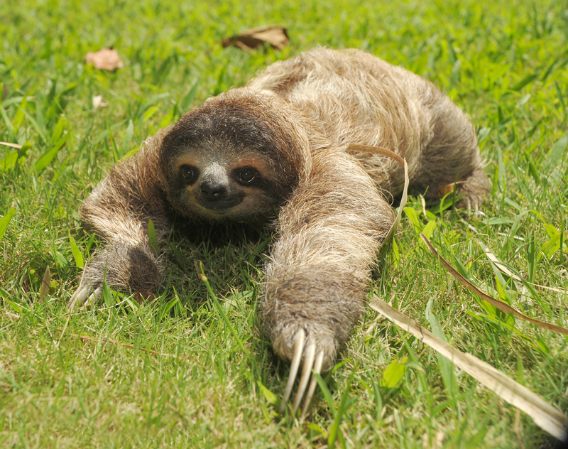 sloth-relaxing-dreamstime_s_12197722
