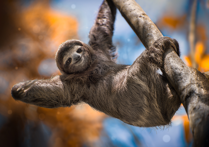 sloth-tree-hanging-dreamstime_s_204310166