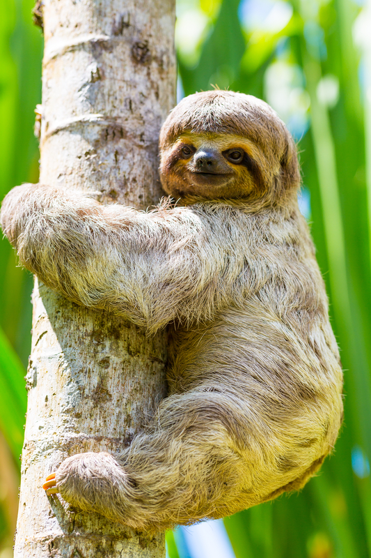 sloth-tree-vertical-dreamstime_s_40590664